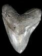 Large, Megalodon Tooth - South Carolina #43034-1